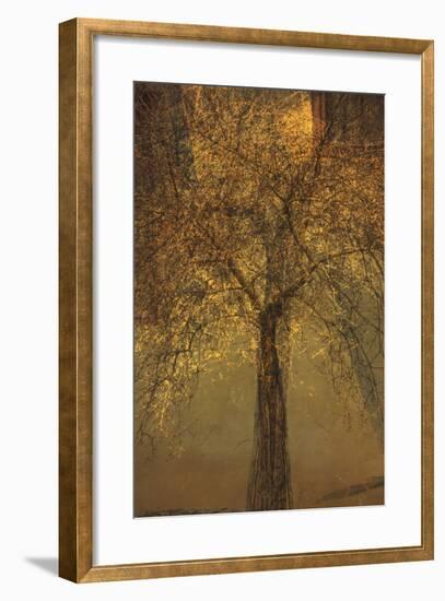 The Trees of Life VI-Doug Chinnery-Framed Premium Photographic Print