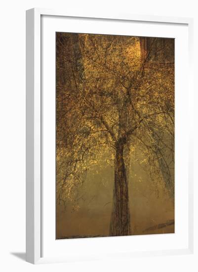 The Trees of Life VI-Doug Chinnery-Framed Premium Photographic Print
