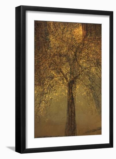 The Trees of Life VI-Doug Chinnery-Framed Photographic Print