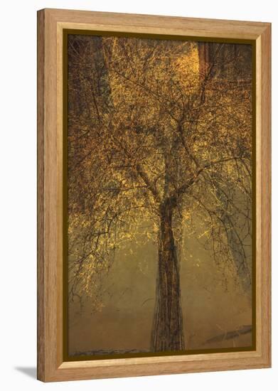 The Trees of Life VI-Doug Chinnery-Framed Premier Image Canvas