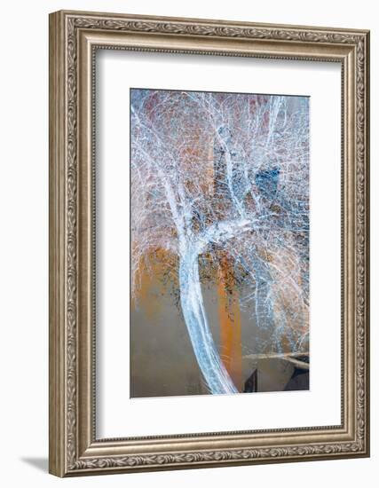 The Trees of Life VII-Doug Chinnery-Framed Photographic Print