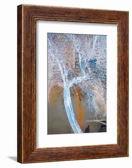 The Trees of Life VII-Doug Chinnery-Framed Photographic Print