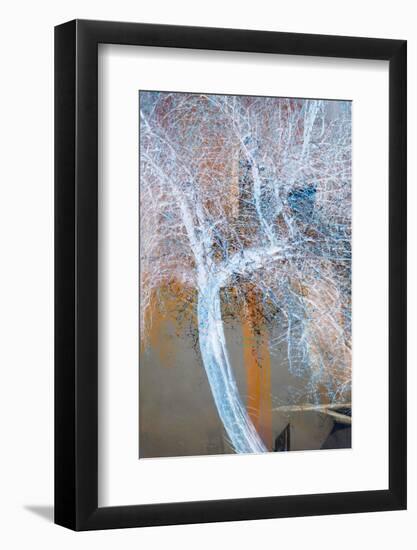 The Trees of Life VII-Doug Chinnery-Framed Photographic Print