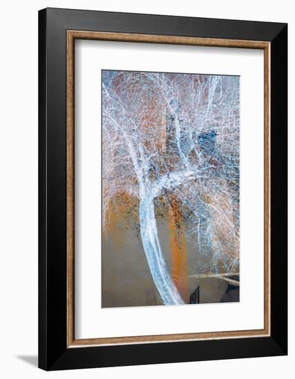 The Trees of Life VII-Doug Chinnery-Framed Photographic Print