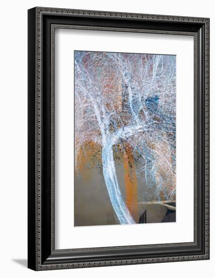 The Trees of Life VII-Doug Chinnery-Framed Photographic Print