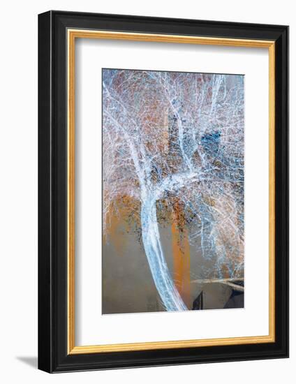 The Trees of Life VII-Doug Chinnery-Framed Photographic Print