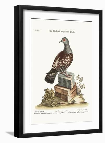 The Triangular Spotted Pigeon, 1749-73-George Edwards-Framed Giclee Print