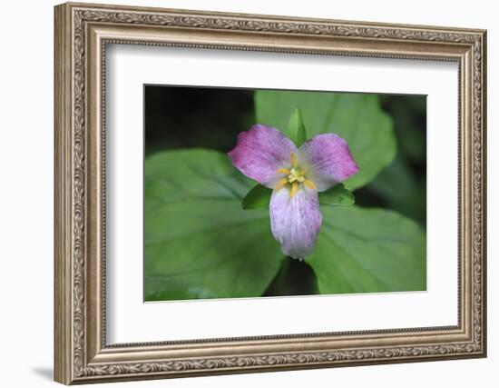 The trillium is a perennial flowering plant native to temperate regions of North America and Asia.-Mallorie Ostrowitz-Framed Photographic Print