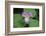 The trillium is a perennial flowering plant native to temperate regions of North America and Asia.-Mallorie Ostrowitz-Framed Photographic Print