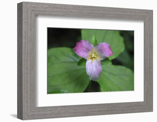 The trillium is a perennial flowering plant native to temperate regions of North America and Asia.-Mallorie Ostrowitz-Framed Photographic Print