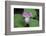 The trillium is a perennial flowering plant native to temperate regions of North America and Asia.-Mallorie Ostrowitz-Framed Photographic Print