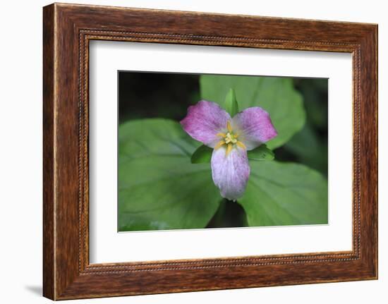 The trillium is a perennial flowering plant native to temperate regions of North America and Asia.-Mallorie Ostrowitz-Framed Photographic Print