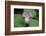 The trillium is a perennial flowering plant native to temperate regions of North America and Asia.-Mallorie Ostrowitz-Framed Photographic Print