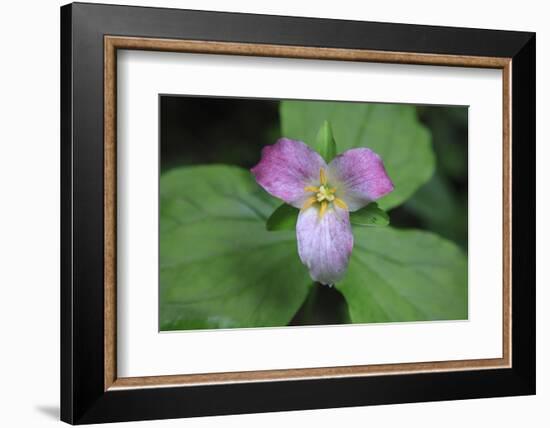 The trillium is a perennial flowering plant native to temperate regions of North America and Asia.-Mallorie Ostrowitz-Framed Photographic Print