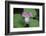 The trillium is a perennial flowering plant native to temperate regions of North America and Asia.-Mallorie Ostrowitz-Framed Photographic Print