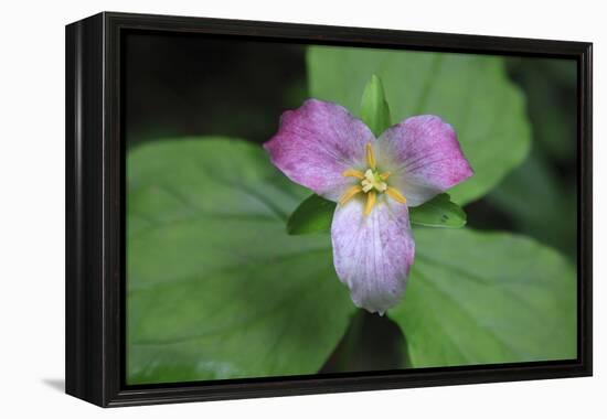 The trillium is a perennial flowering plant native to temperate regions of North America and Asia.-Mallorie Ostrowitz-Framed Premier Image Canvas