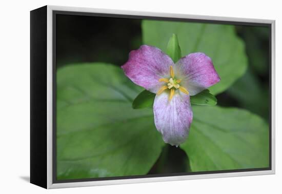 The trillium is a perennial flowering plant native to temperate regions of North America and Asia.-Mallorie Ostrowitz-Framed Premier Image Canvas