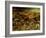 The Triumph of Death, circa 1562-Pieter Bruegel the Elder-Framed Giclee Print