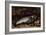 The Trout, 1873-Gustave Courbet-Framed Giclee Print