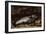 The Trout, 1873-Gustave Courbet-Framed Giclee Print