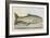 The Trout-E. Albin-Framed Giclee Print