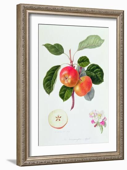 The Trumpington Apple, 1819-William Hooker-Framed Giclee Print