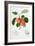 The Trumpington Apple, 1819-William Hooker-Framed Giclee Print