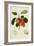 The Trumpington Apple-William Hooker-Framed Giclee Print