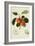 The Trumpington Apple-William Hooker-Framed Giclee Print