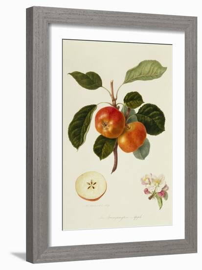 The Trumpington Apple-William Hooker-Framed Giclee Print