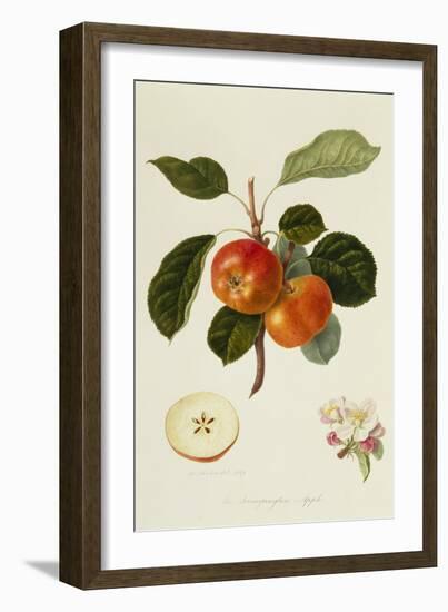 The Trumpington Apple-William Hooker-Framed Giclee Print