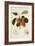 The Trumpington Apple-William Hooker-Framed Giclee Print