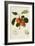 The Trumpington Apple-William Hooker-Framed Giclee Print