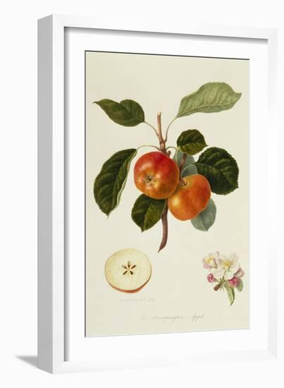 The Trumpington Apple-William Hooker-Framed Giclee Print