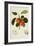 The Trumpington Apple-William Hooker-Framed Giclee Print