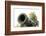 The Tsar Canon, inside the Kremlin, Moscow, Russia, Europe-Miles Ertman-Framed Photographic Print