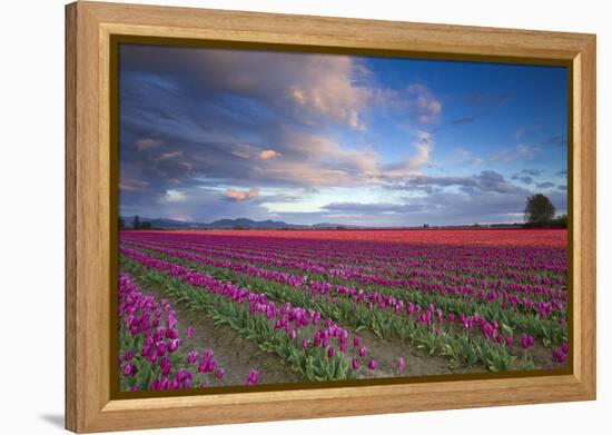 The Tulips Of The Skagit Valley Are In Full Bloom During An Amazing Spring Sunset-Jay Goodrich-Framed Premier Image Canvas