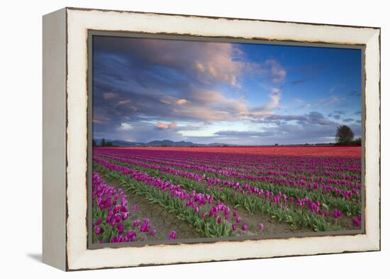 The Tulips Of The Skagit Valley Are In Full Bloom During An Amazing Spring Sunset-Jay Goodrich-Framed Premier Image Canvas