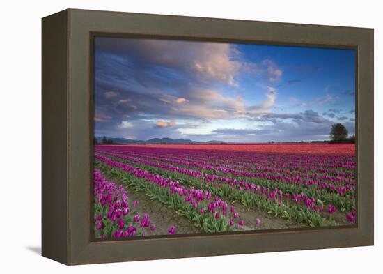 The Tulips Of The Skagit Valley Are In Full Bloom During An Amazing Spring Sunset-Jay Goodrich-Framed Premier Image Canvas