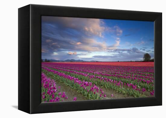 The Tulips Of The Skagit Valley Are In Full Bloom During An Amazing Spring Sunset-Jay Goodrich-Framed Premier Image Canvas