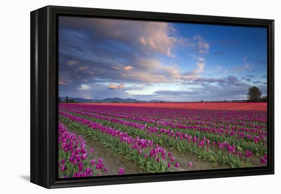 The Tulips Of The Skagit Valley Are In Full Bloom During An Amazing Spring Sunset-Jay Goodrich-Framed Premier Image Canvas