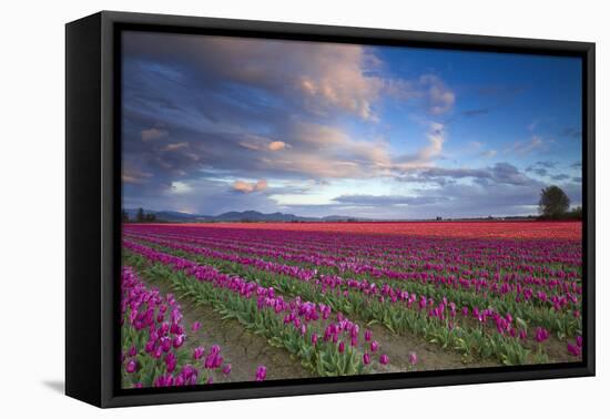 The Tulips Of The Skagit Valley Are In Full Bloom During An Amazing Spring Sunset-Jay Goodrich-Framed Premier Image Canvas