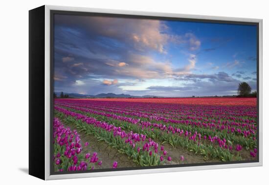 The Tulips Of The Skagit Valley Are In Full Bloom During An Amazing Spring Sunset-Jay Goodrich-Framed Premier Image Canvas