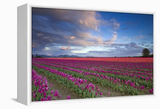 The Tulips Of The Skagit Valley Are In Full Bloom During An Amazing Spring Sunset-Jay Goodrich-Framed Premier Image Canvas