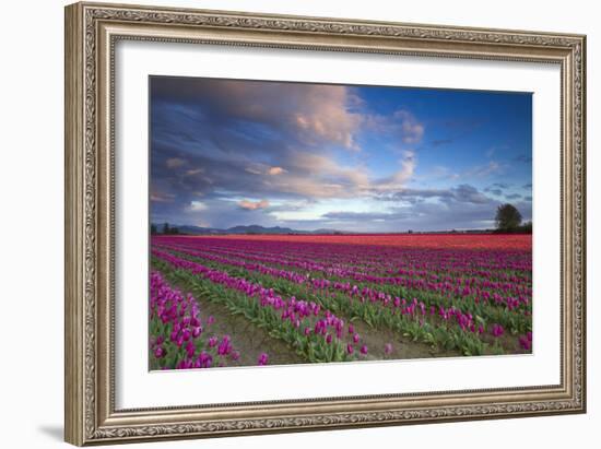 The Tulips Of The Skagit Valley Are In Full Bloom During An Amazing Spring Sunset-Jay Goodrich-Framed Photographic Print