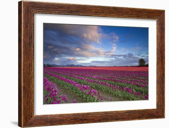 The Tulips Of The Skagit Valley Are In Full Bloom During An Amazing Spring Sunset-Jay Goodrich-Framed Photographic Print