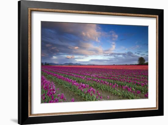 The Tulips Of The Skagit Valley Are In Full Bloom During An Amazing Spring Sunset-Jay Goodrich-Framed Photographic Print