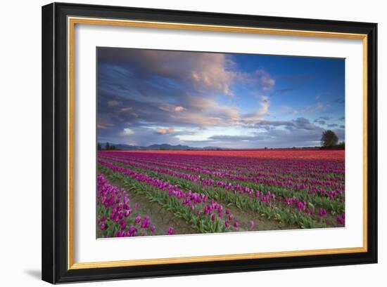 The Tulips Of The Skagit Valley Are In Full Bloom During An Amazing Spring Sunset-Jay Goodrich-Framed Photographic Print