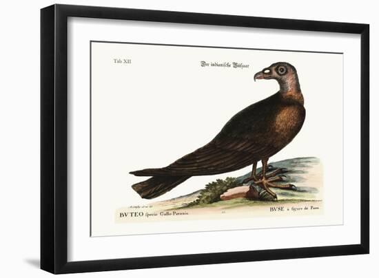 The Turkey Buzzard, 1749-73-Mark Catesby-Framed Giclee Print