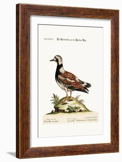 The Turn-Stone from Hudson'S-Bay, 1749-73-George Edwards-Framed Giclee Print